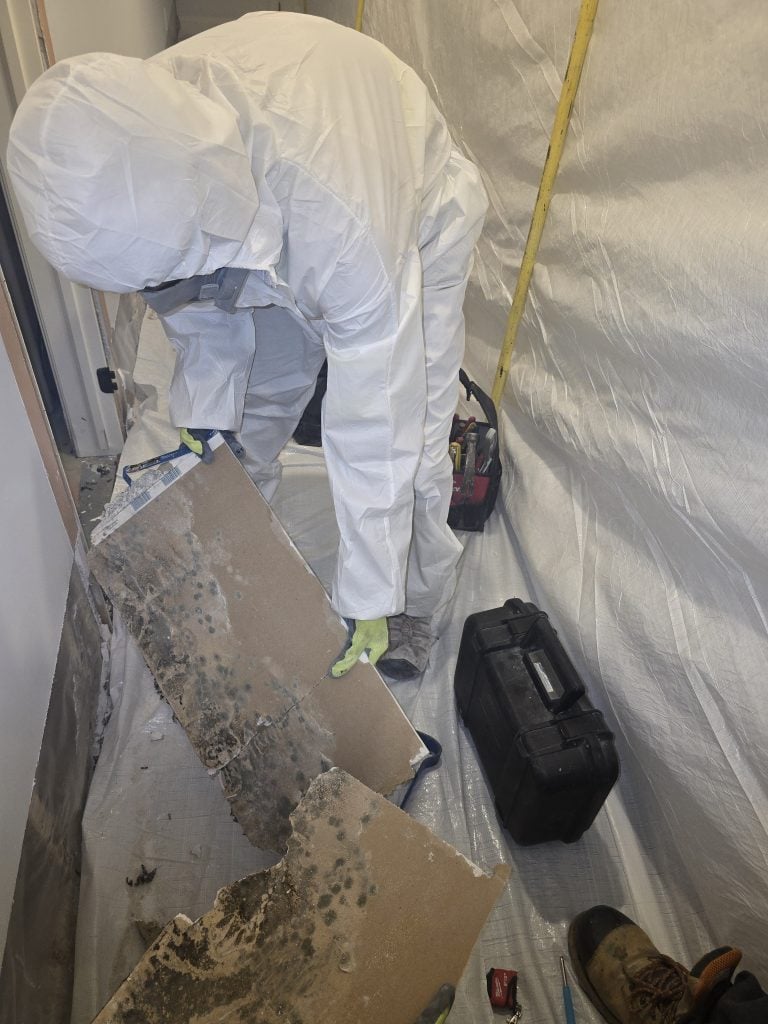 Certified Mold Contractor removing mold from basement drywall section.